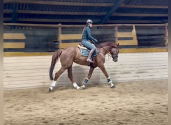 Holsteiner, Wallach, 7 Jahre, 168 cm, Fuchs