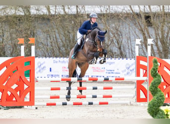 Holsteiner, Wallach, 7 Jahre, 169 cm