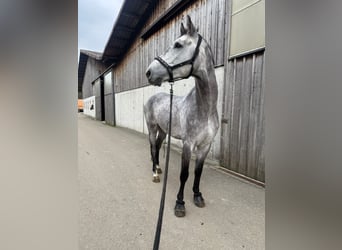 Holsteiner, Wallach, 7 Jahre, 170 cm, Blauschimmel