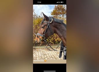 Holsteiner, Wallach, 7 Jahre, 170 cm, Brauner