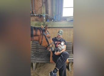 Holsteiner, Wallach, 7 Jahre, 170 cm, Brauner