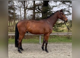 Holsteiner, Wallach, 7 Jahre, 170 cm, Brauner