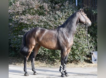 Holsteiner, Wallach, 7 Jahre, 170 cm, Brauner