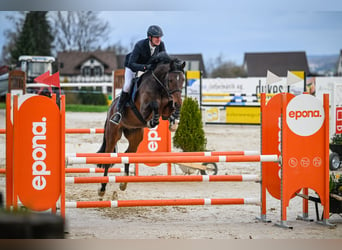 Holsteiner, Wallach, 7 Jahre, 170 cm, Brauner