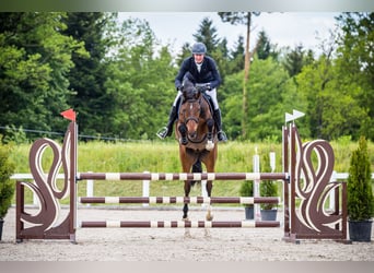 Holsteiner, Wallach, 7 Jahre, 170 cm, Brauner