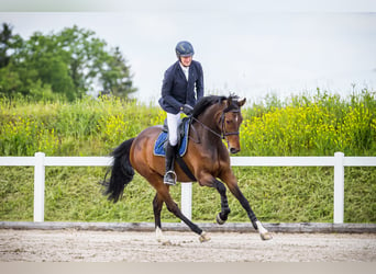 Holsteiner, Wallach, 7 Jahre, 170 cm, Brauner