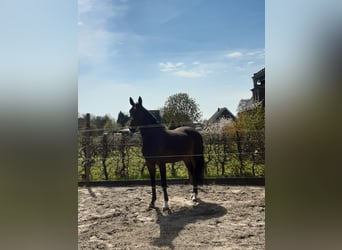 Holsteiner, Wallach, 7 Jahre, 170 cm, Dunkelbrauner