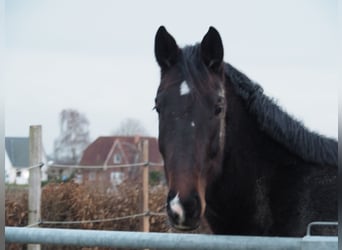 Holsteiner, Wallach, 7 Jahre, 170 cm, Dunkelbrauner