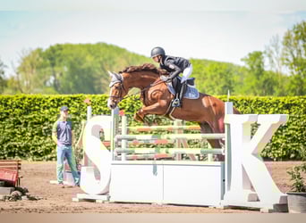 Holsteiner, Wallach, 7 Jahre, 170 cm, Fuchs