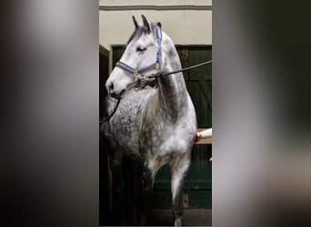 Holsteiner, Wallach, 7 Jahre, 170 cm, Schimmel