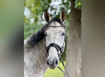 Holsteiner, Wallach, 7 Jahre, 170 cm, Schimmel