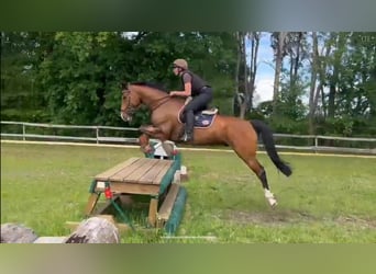 Holsteiner, Wallach, 7 Jahre, 171 cm, Brauner