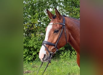 Holsteiner, Wallach, 7 Jahre, 172 cm, Brauner