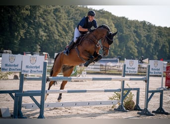 Holsteiner, Wallach, 7 Jahre, 172 cm, Brauner