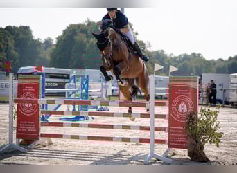 Holsteiner, Wallach, 7 Jahre, 172 cm, Brauner