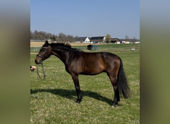 Holsteiner, Wallach, 7 Jahre, 172 cm, Dunkelbrauner