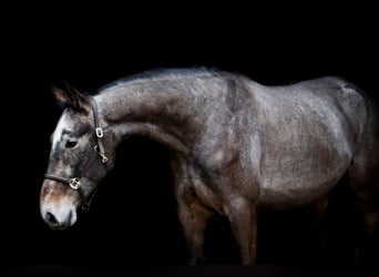 Holsteiner, Wallach, 7 Jahre, 172 cm, Schimmel