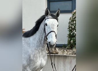 Holsteiner, Wallach, 7 Jahre, 173 cm, Schimmel