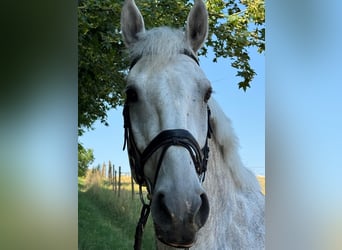Holsteiner, Wallach, 7 Jahre, 174 cm, Schimmel