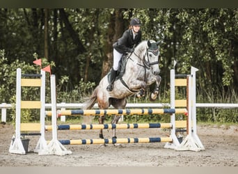 Holsteiner, Wallach, 7 Jahre, 175 cm, Apfelschimmel