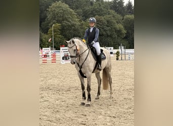 Holsteiner, Wallach, 7 Jahre, 175 cm, Apfelschimmel