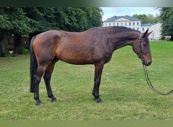 Holsteiner, Wallach, 7 Jahre, 175 cm, Brauner