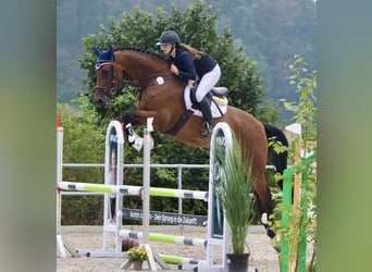 Holsteiner, Wallach, 7 Jahre, 175 cm, Brauner