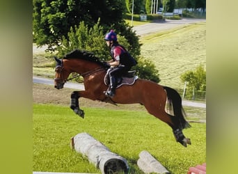 Holsteiner, Wallach, 7 Jahre, 175 cm, Brauner