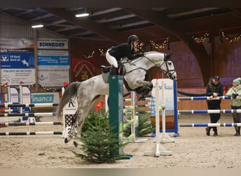 Holsteiner, Wallach, 7 Jahre, 175 cm, Schimmel