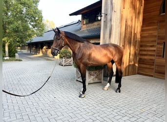 Holsteiner, Wallach, 7 Jahre, 178 cm, Brauner
