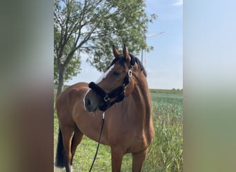 Holsteiner, Wallach, 7 Jahre, 178 cm, Brauner