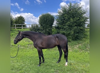 Holsteiner, Wallach, 7 Jahre, 178 cm, Rappe