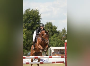Holsteiner, Wallach, 7 Jahre, 180 cm, Brauner
