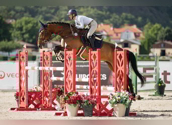 Holsteiner, Wallach, 7 Jahre, 183 cm, Brauner