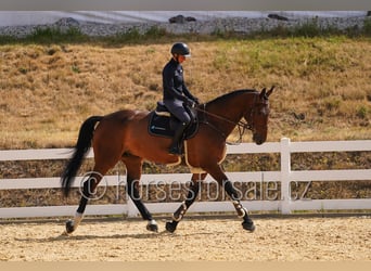 Holsteiner, Wallach, 7 Jahre, 183 cm, Brauner