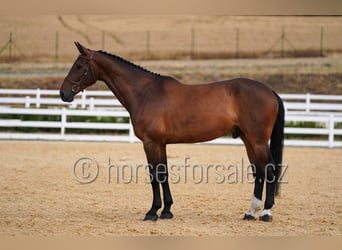 Holsteiner, Wallach, 7 Jahre, 183 cm, Brauner