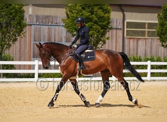 Holsteiner, Wallach, 7 Jahre, 183 cm, Brauner