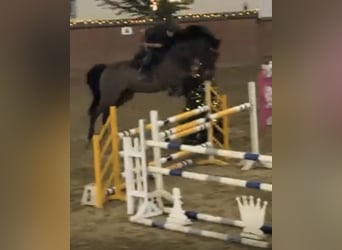 Holsteiner, Wallach, 7 Jahre, Brauner