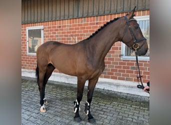 Holsteiner, Wallach, 7 Jahre, Brauner