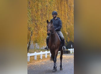 Holsteiner, Wallach, 7 Jahre