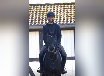 Holsteiner, Wallach, 7 Jahre