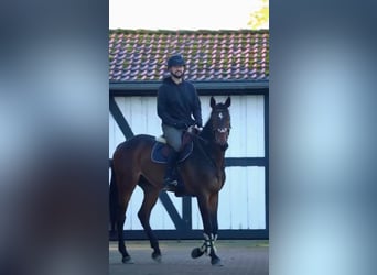 Holsteiner, Wallach, 7 Jahre