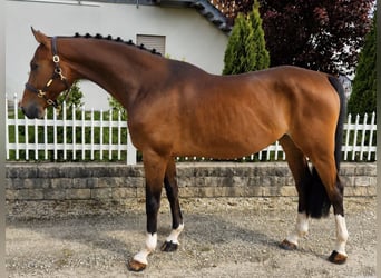 Holsteiner, Wallach, 7 Jahre