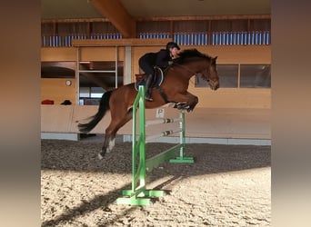Holsteiner, Wallach, 8 Jahre, 161 cm, Brauner