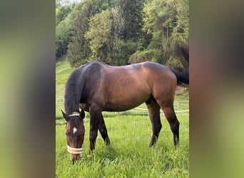Holsteiner, Wallach, 8 Jahre, 163 cm, Dunkelbrauner