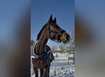 Holsteiner, Wallach, 8 Jahre, 163 cm, Dunkelbrauner