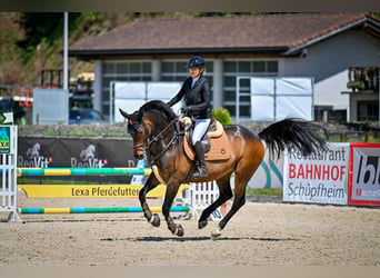 Holsteiner, Wallach, 8 Jahre, 163 cm, Dunkelbrauner