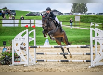 Holsteiner, Wallach, 8 Jahre, 163 cm, Dunkelbrauner