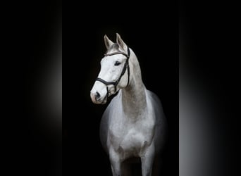 Holsteiner, Wallach, 8 Jahre, 163 cm, Fliegenschimmel