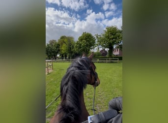 Holsteiner, Wallach, 8 Jahre, 165 cm, Brauner